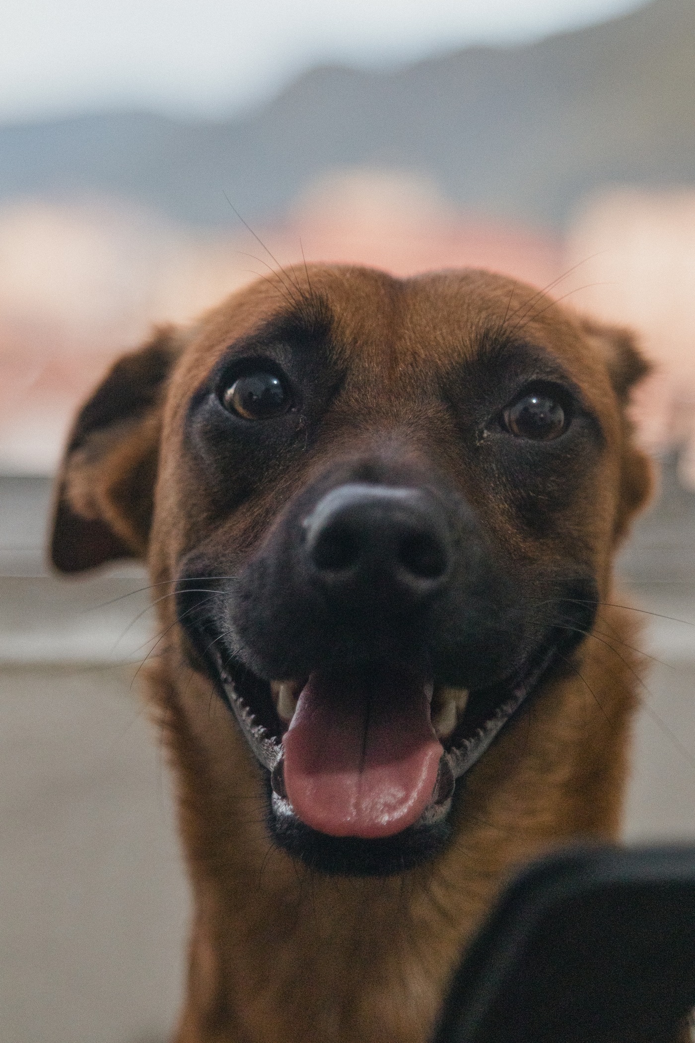 Pet